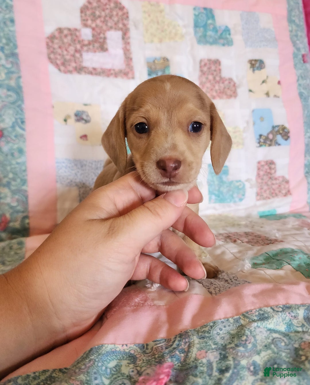 Miniature Dachshund dogs for sale: Cora - Image 21