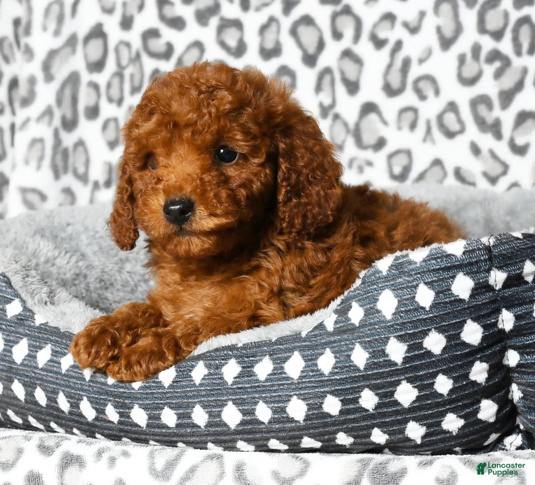 Cavapoo dogs for sale: Franklin - Image 6