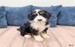 Mini Bernedoodle dogs for sale: Piper - Image 2