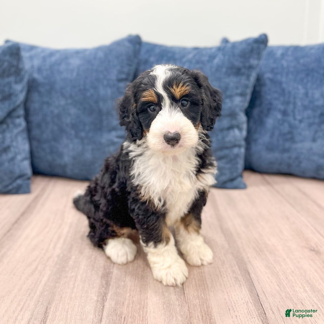 Mini Bernedoodle dogs for sale: Piper - Image 2