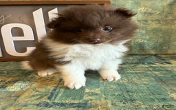 Pomeranian dogs for sale: Allison - Image 8