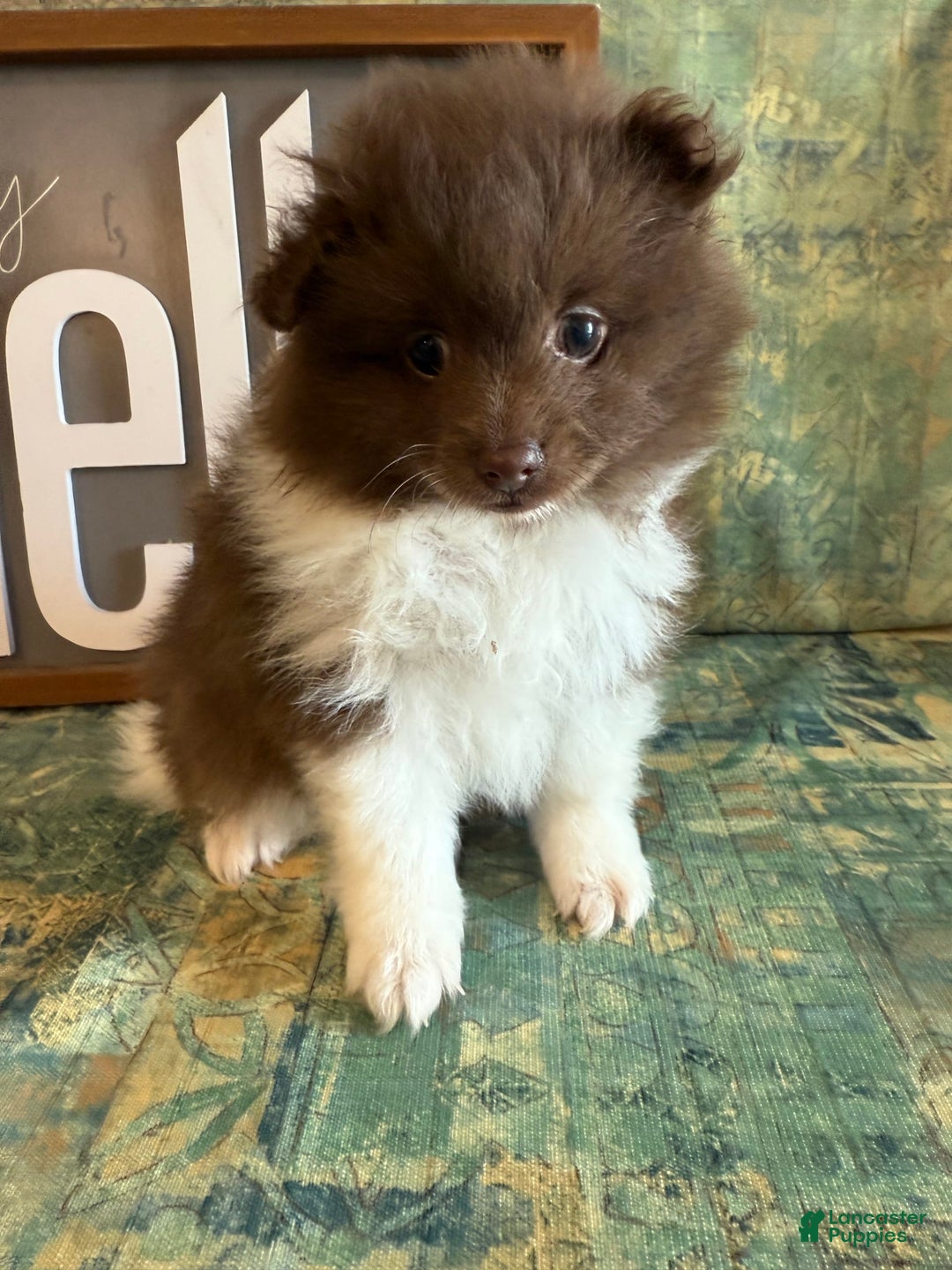 Pomeranian dogs for sale: Allison - Image 8