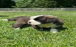 Saint Bernard dogs for sale: Ben - Image 2