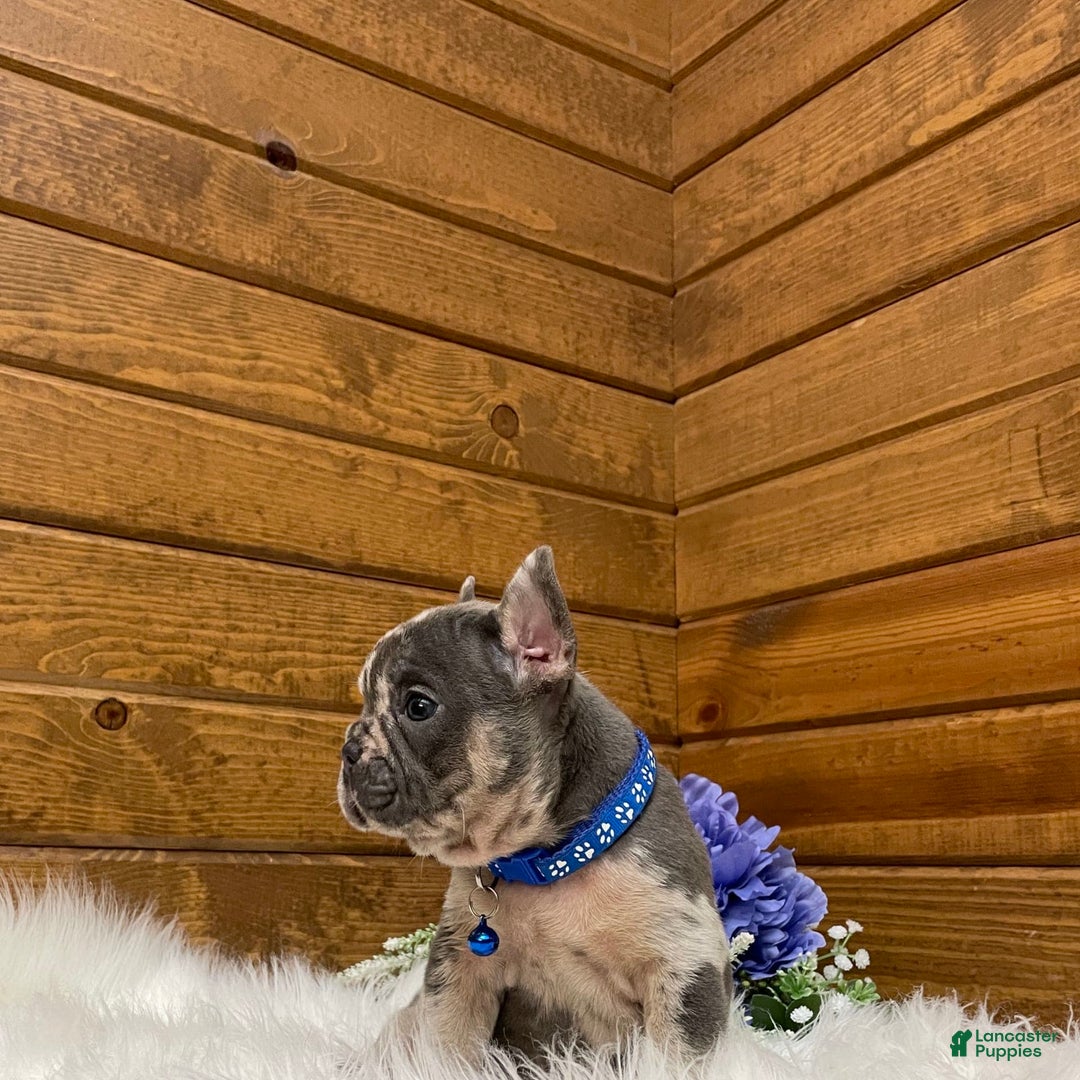 French Bulldog dogs for sale: Knox - Image 2