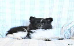 Pomeranian dogs for sale: Cody - Image 5
