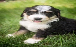Bernedoodle dogs for sale: Rebel - Image 8