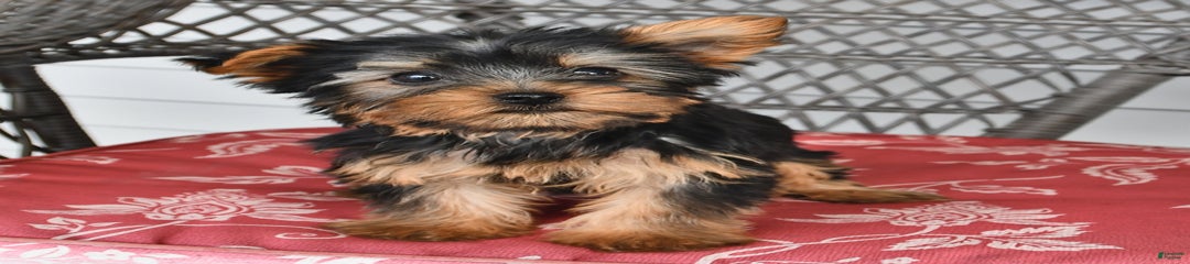 Abby
