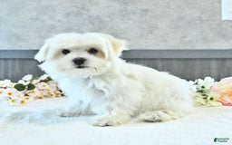 Maltese dogs for sale: Theo - Image 10