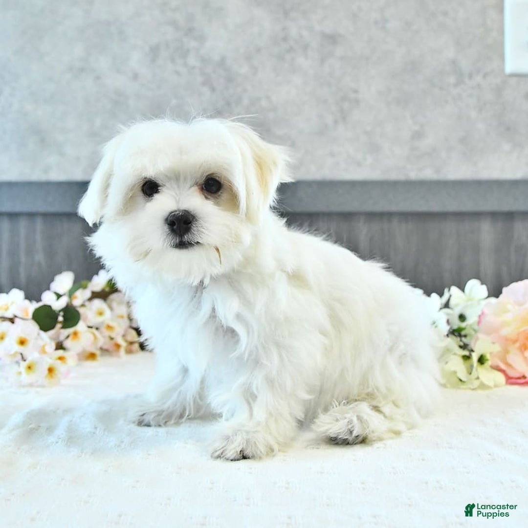 Maltese dogs for sale: Theo - Image 10