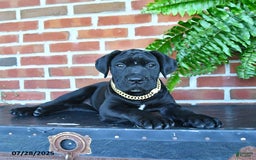 Cane Corso dogs for sale: Cassy - Image 6
