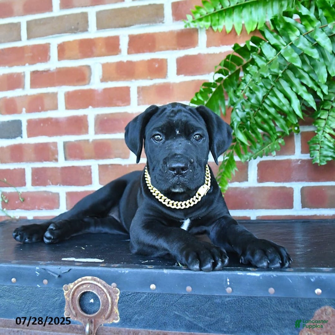 Cane Corso dogs for sale: Cassy - Image 6