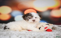 Havanese dogs for sale: Rolex - Image 1