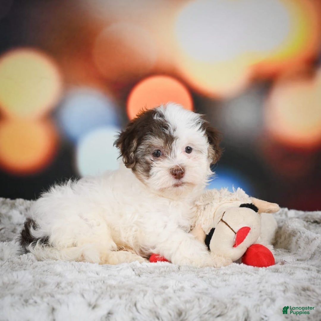 Havanese dogs for sale: Rolex - Image 1