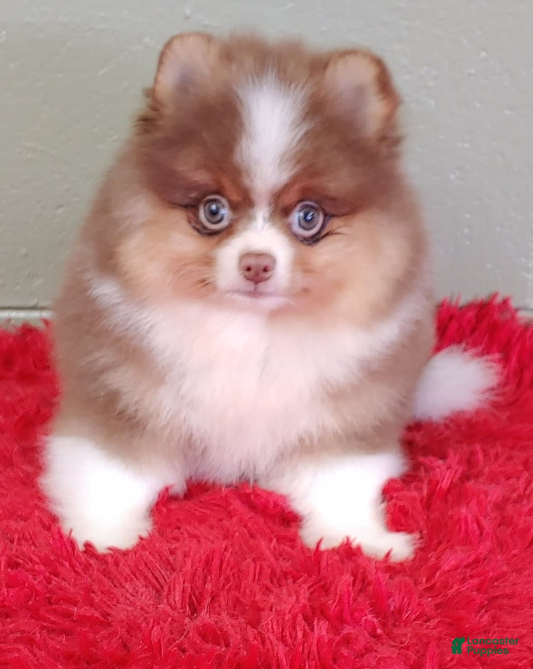 Pomeranian dogs for sale: Chewy - Image 5