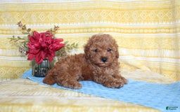 Mini Goldendoodle dogs for sale: Lewis - Image 21