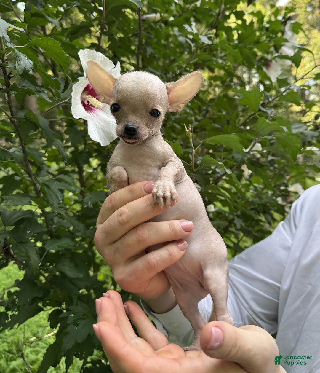 Chihuahua dogs for sale: Carinia - Image 4