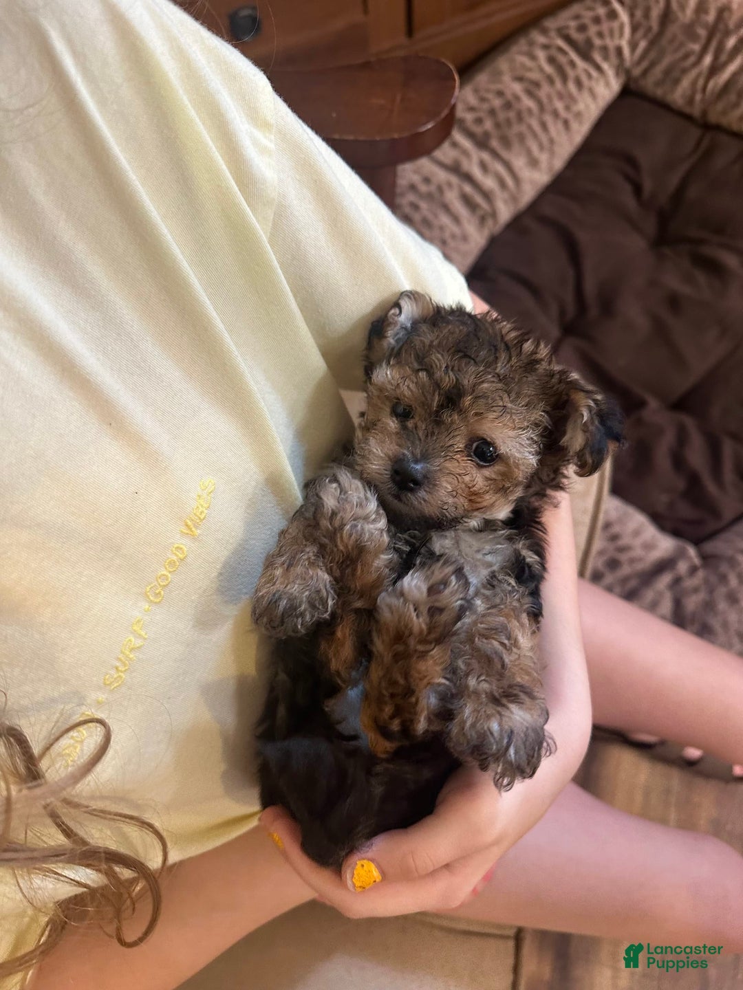 Morkie dogs for sale: Tiny Tim - Image 1