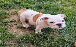 English Bulldog dogs for sale: Rock - Image 2
