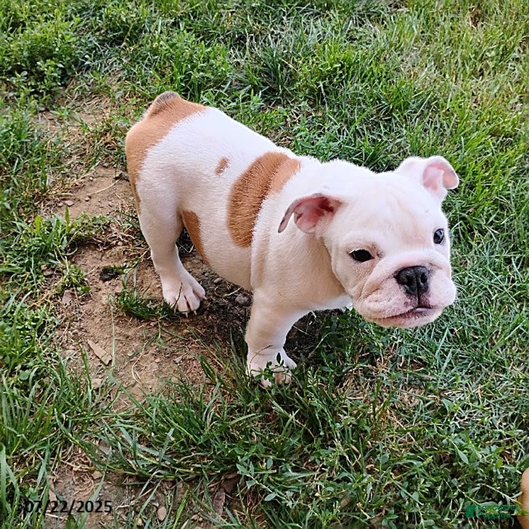 English Bulldog dogs for sale: Rock - Image 2