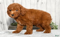 Miniature Poodle dogs for sale: Zeke - Image 2
