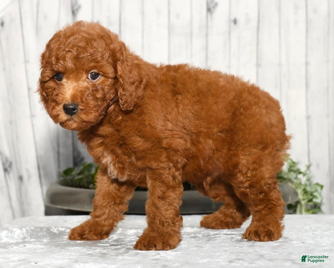 Miniature Poodle dogs for sale: Zeke - Image 2