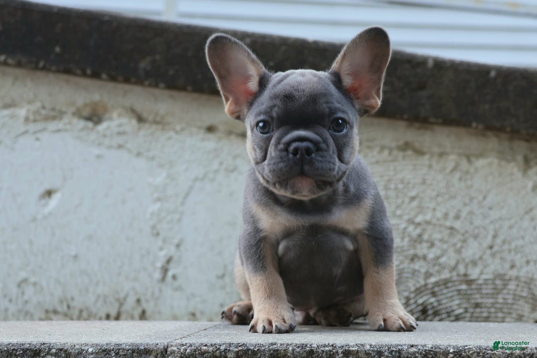 French Bulldog dogs for sale: Cosmo - Image 8