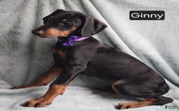 Doberman Pinscher dogs for sale: Ginny - Image 6