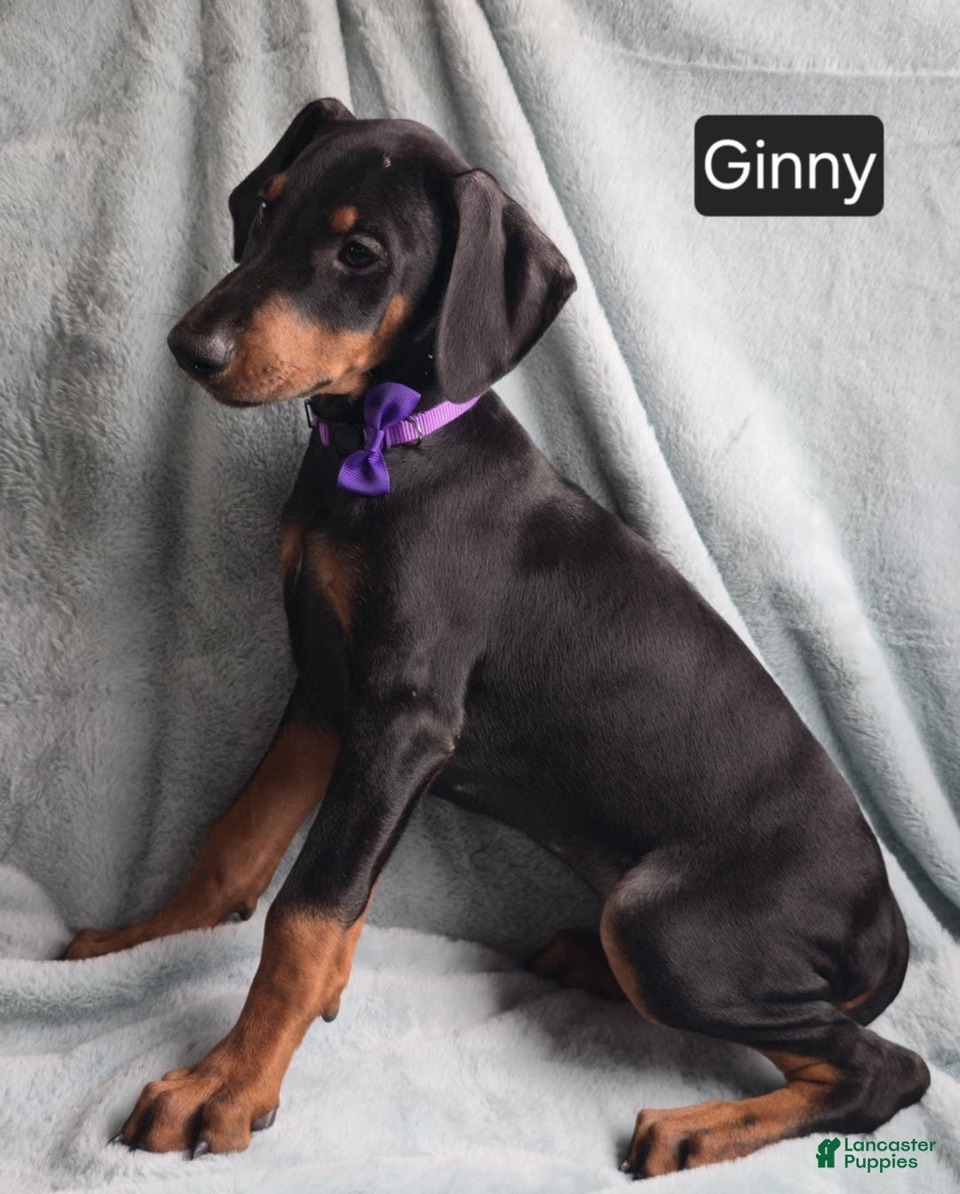 Doberman Pinscher dogs for sale: Ginny - Image 6