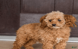 Toy Poodle dogs for sale: Eve - Image 5