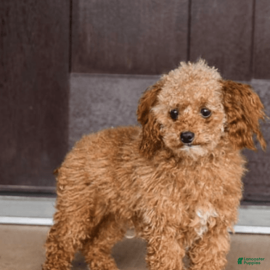 Toy Poodle dogs for sale: Eve - Image 5