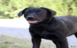 Labrador Retriever dogs for sale: Luna - Image 2