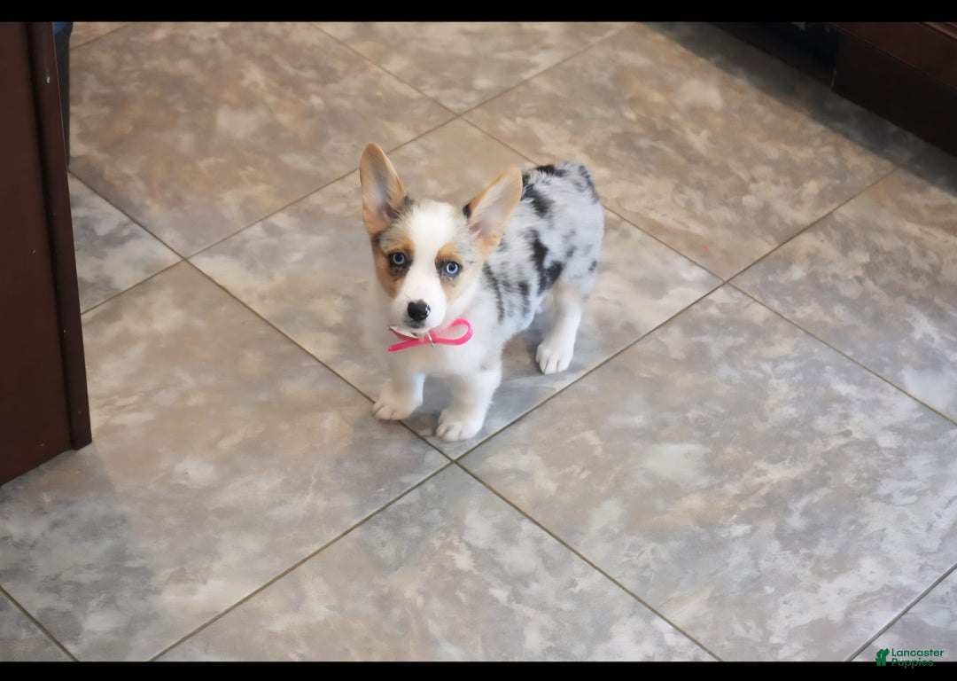 Welsh Corgi Pembroke dogs for sale: Mrs Pink - Image 2