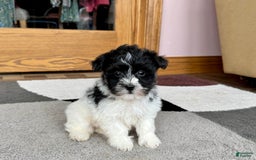 Havanese dogs for sale: Jared - Image 10