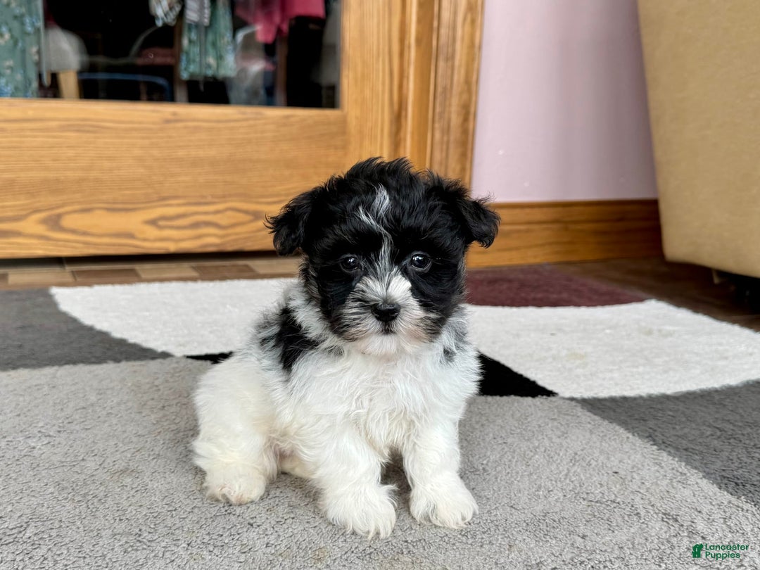 Havanese dogs for sale: Jared - Image 10