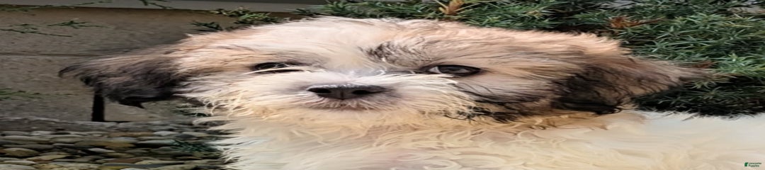 Fluffernutter
