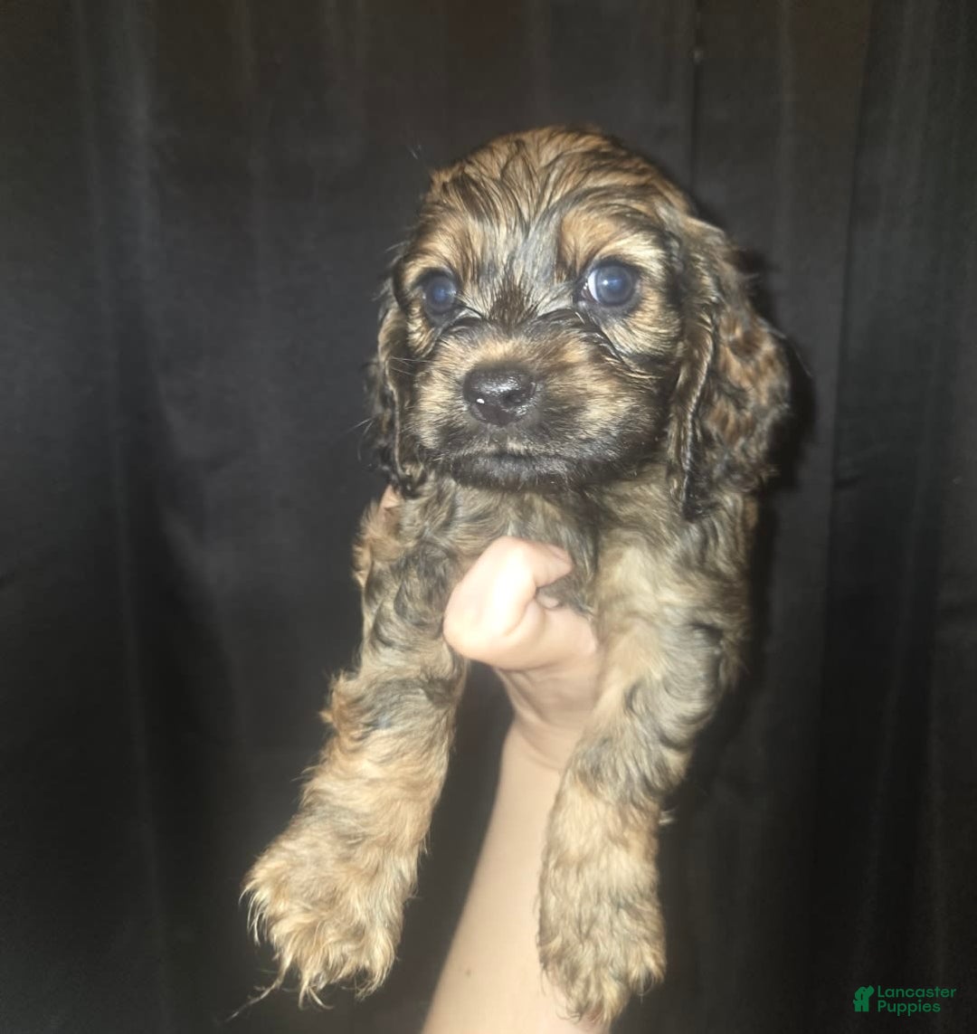 Cocker Spaniel dogs for sale: Cooper - Image 5