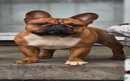 French Bulldog dogs for sale: Raider - Image 31