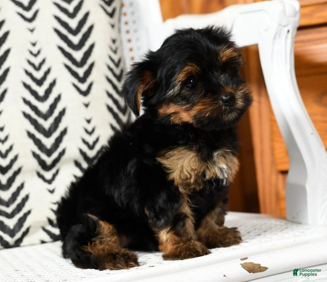 Yorkshire Terrier dogs for sale: Daisy - Image 4