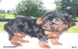 Yorkiepoo dogs for sale: Mia - Image 2