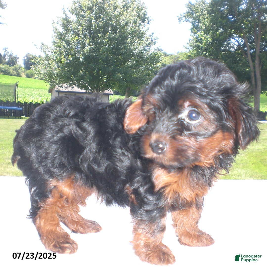 Yorkiepoo dogs for sale: Mia - Image 2