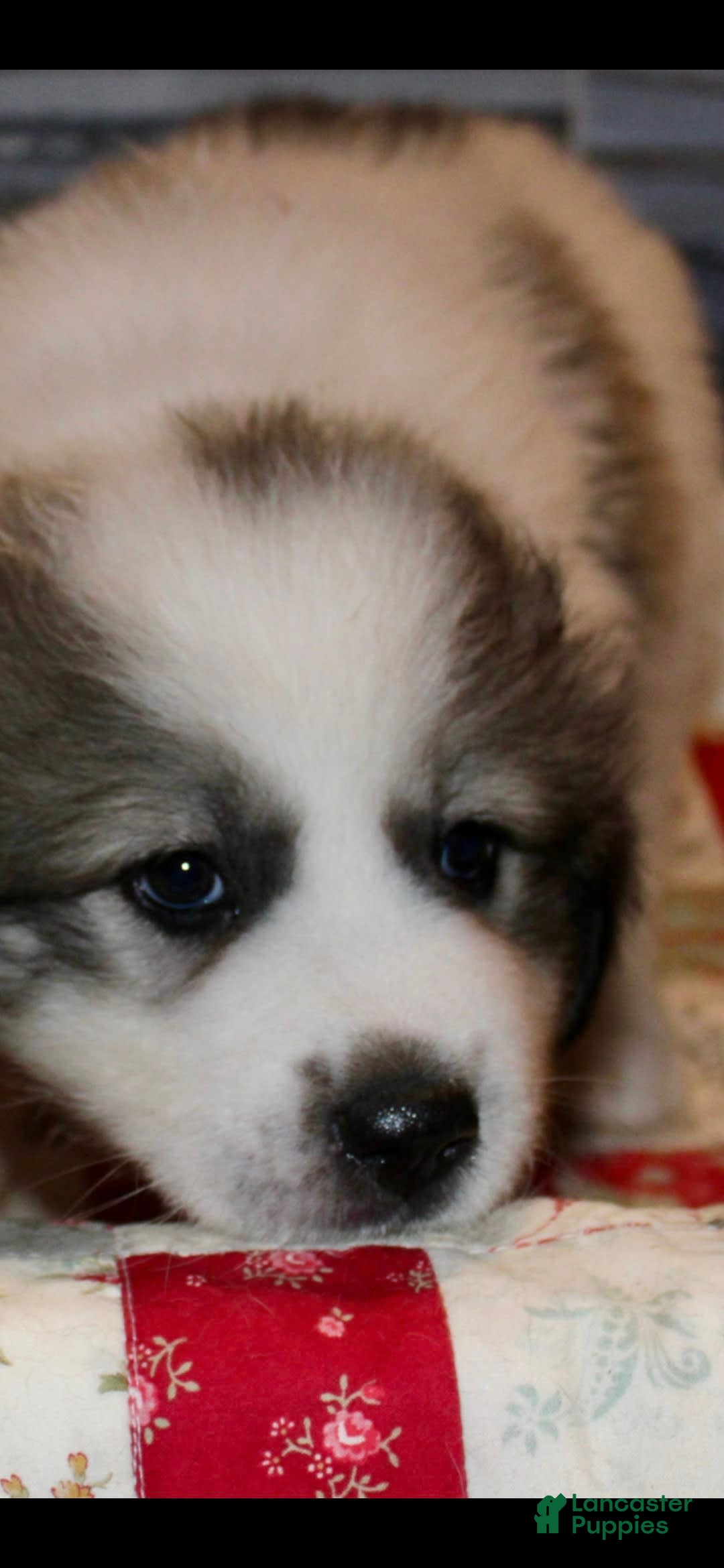 Great Pyrenees dogs for sale: Green - Image 7