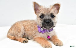 Cairn Terrier dogs for sale: Carla - Image 3