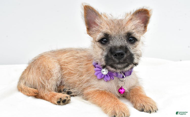 Cairn Terrier dogs for sale - Ad 3