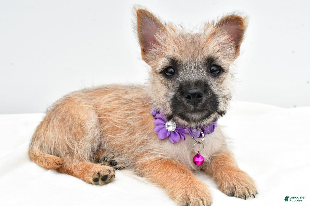 Cairn Terrier dogs for sale: Carla - Image 3