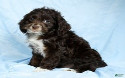 Cockapoo dogs for sale: Victor - Image 6