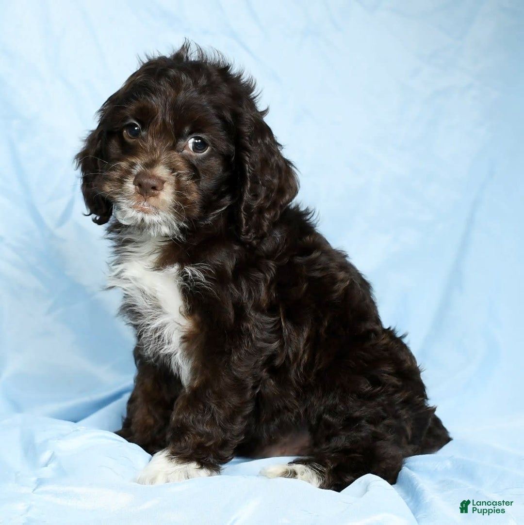 Cockapoo dogs for sale: Victor - Image 6