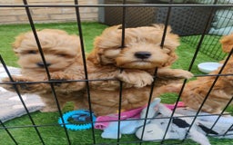 Maltipoo dogs for sale: Lynn - Image 1