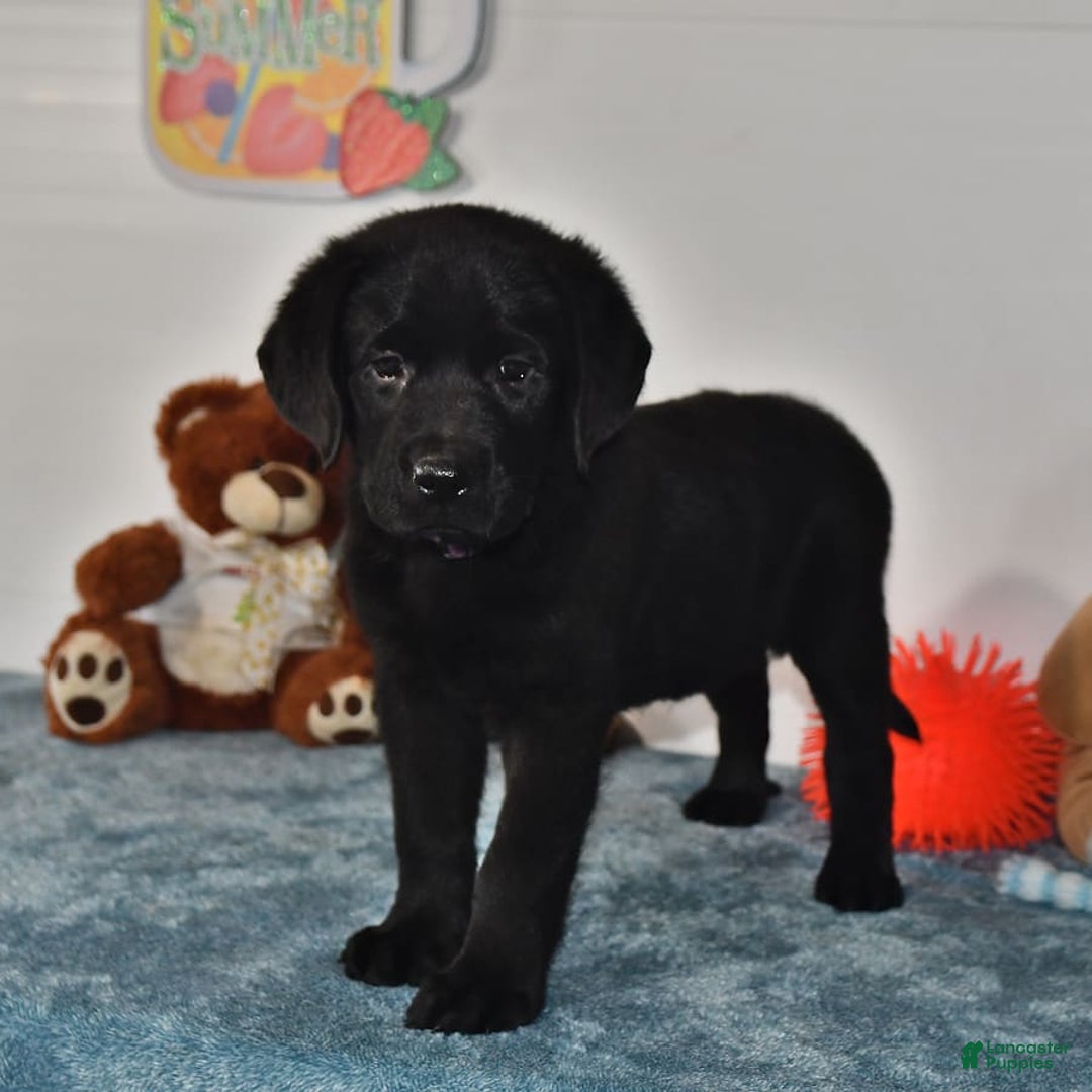 Labrador Retriever dogs for sale: Chloe - Image 12