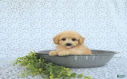 Mini Goldendoodle dogs for sale: Kinley - Image 10