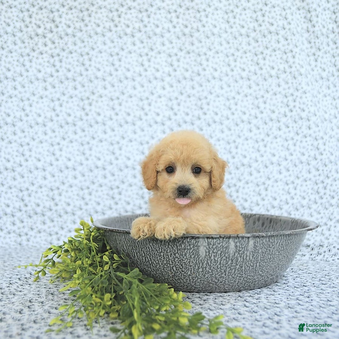 Mini Goldendoodle dogs for sale: Kinley - Image 10